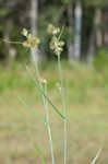 Saltmarsh umbrella-sedge